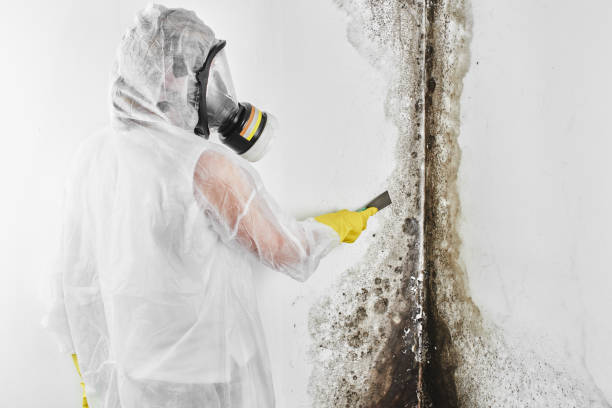 Best Black Mold Remediation in Laurel, MD