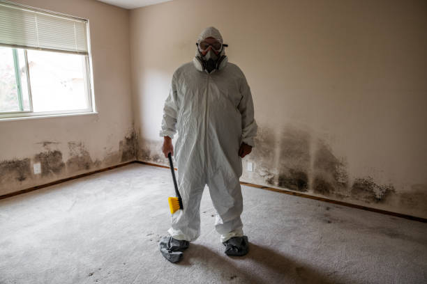 Best Health and Safety Mold Remediation in Laurel, MD