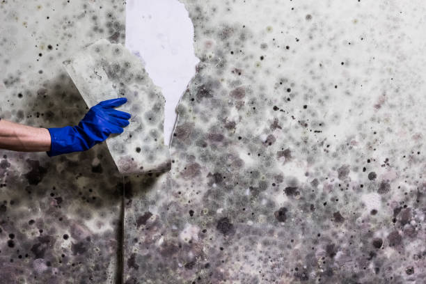 Best Localized Mold Remediation (e.g., coastal areas, humid climates) in Laurel, MD