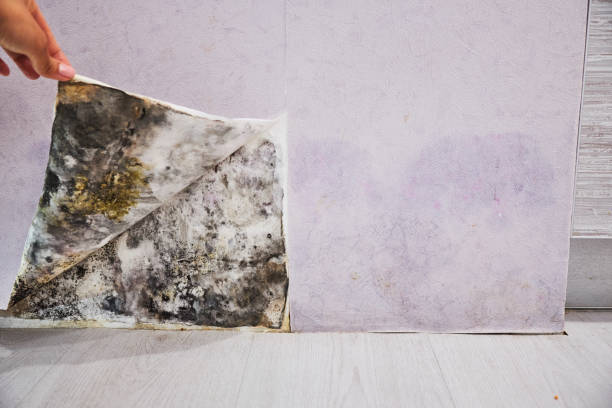 Best Emergency Mold Remediation in Laurel, MD